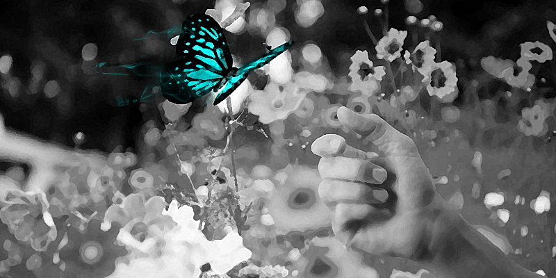butterfly
